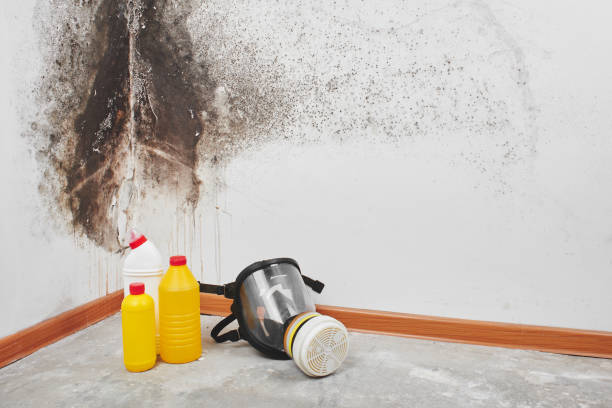 Best Mold Testing and Removal  in Topton, PA