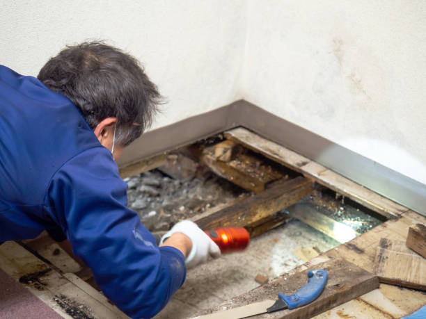 Mold Removal and Inspection in Topton, PA