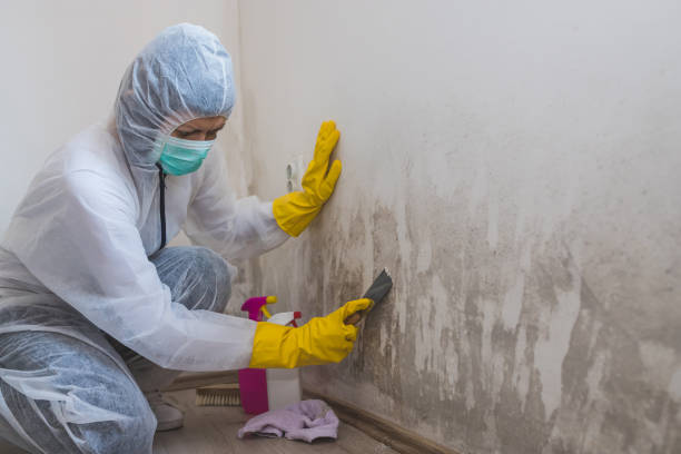 Certified Mold Removal in Topton, PA
