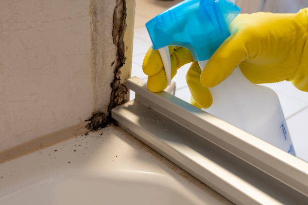 Best Toxic Mold Removal  in Topton, PA