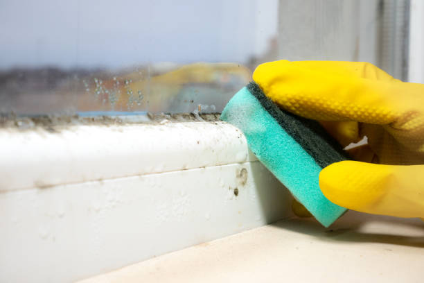 Best Mold Testing  in Topton, PA