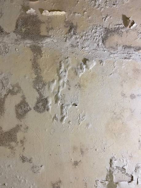 Best Mold Cleaning Services  in Topton, PA