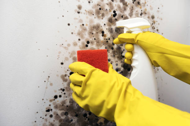 Best Office Mold Removal Services  in Topton, PA