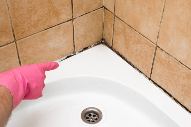 Best Local Mold Removal Service  in Topton, PA