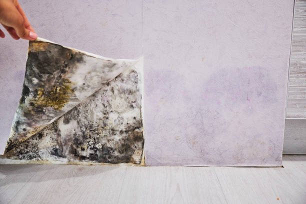 Home Mold Removal in Topton, PA